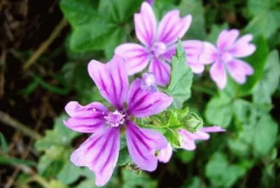 Mauve