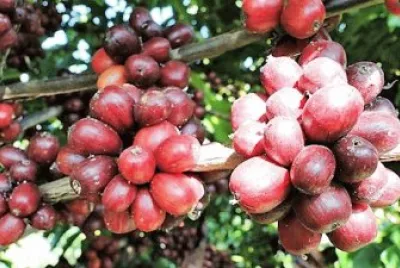 frutos