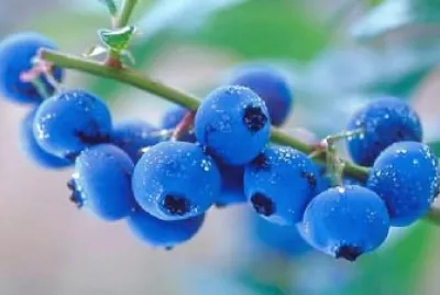 fruta