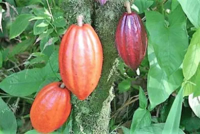 frutos