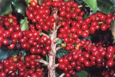frutos