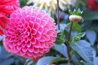flores