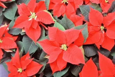 flores