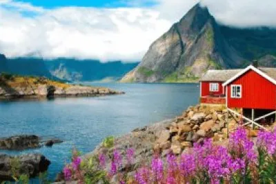 NorvÃ¨ge Lofoten fleurs