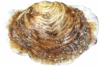 Ostrica piatta