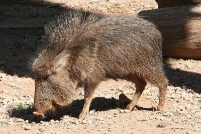 Pecari del chaco