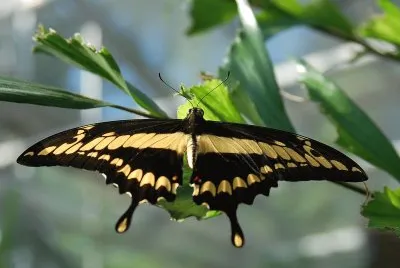 Papilio thoas