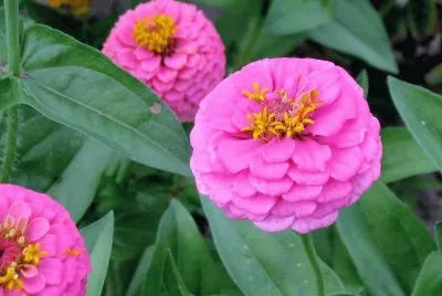 flores