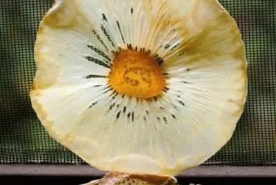 natural