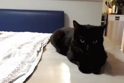 chat attendant son repas