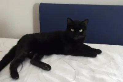 Chat sur table