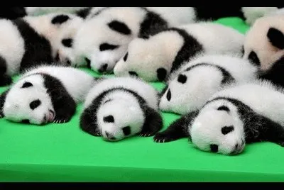 pandas