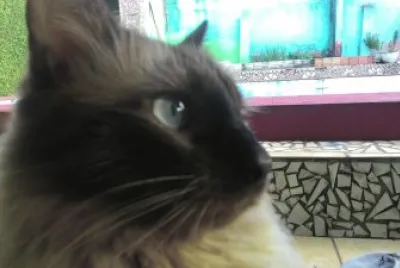 Cat images
