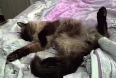 Link the cat ZzzZZzZ