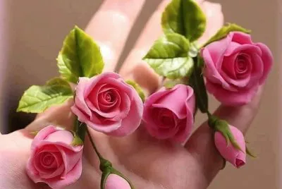 Pink roses