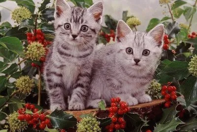 Cats