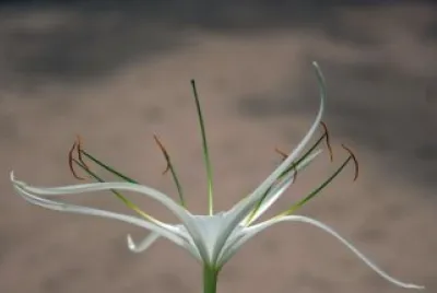 Lys araignÃ©e