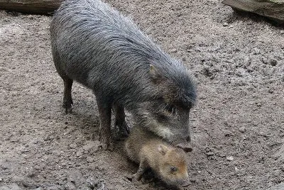 Pecari labiato