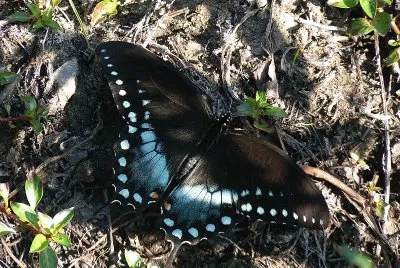 Papilio troilus