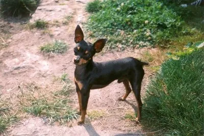 Prague ratter