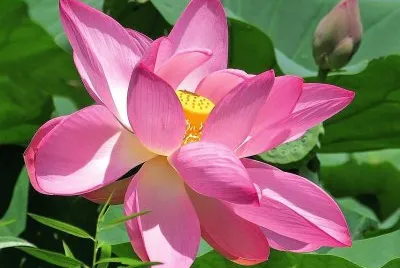 flores
