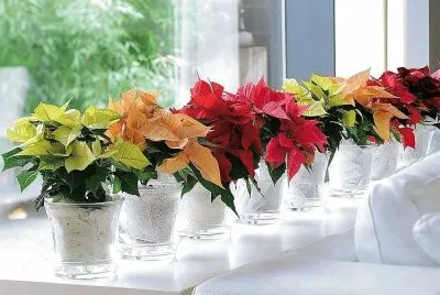 flores