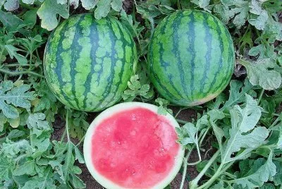 frutas
