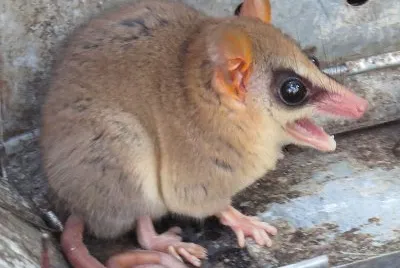 Opossum gracile agile jigsaw puzzle
