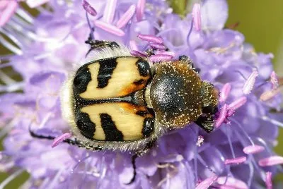 Trichio fasciato