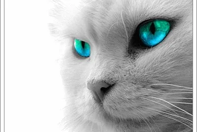 Chat yeux bleus