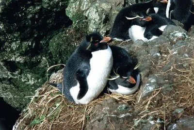 פאזל של Pinguino saltarocce