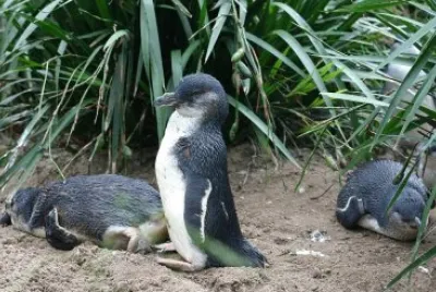 Pinguino minore blu