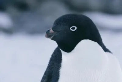 פאזל של Pinguino di adelia