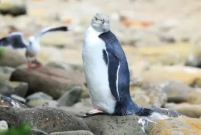 פאזל של Pinguino dagli occhigialli