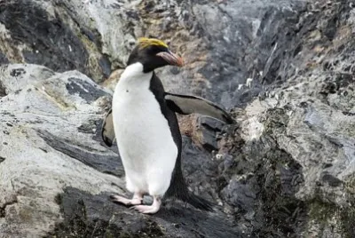 Pinguino macaroni