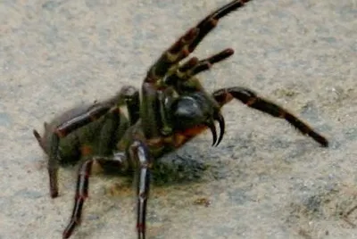 Ragno dei cunicoli