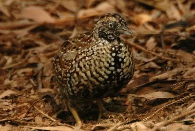 Quaglia tridattila pettonero