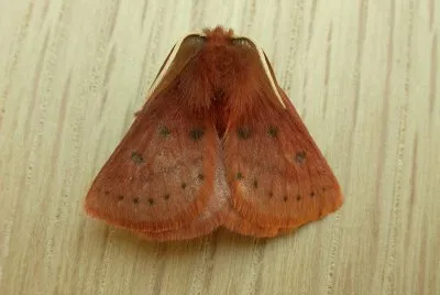 Anthela ferruginosa
