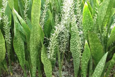 Sansevieria jigsaw puzzle