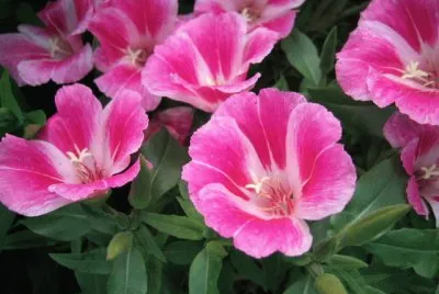 Godetia