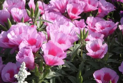 Godetia