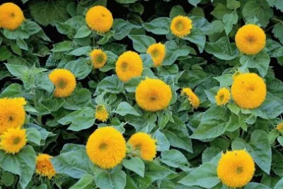 flores jigsaw puzzle