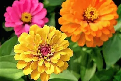 flores