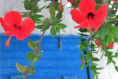 flores