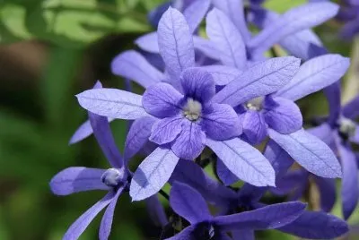 flores