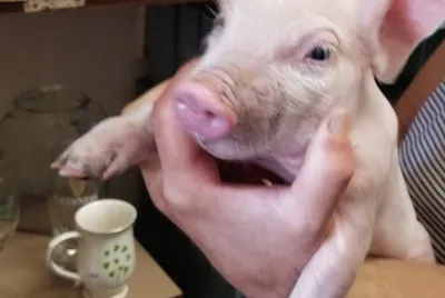 animal
