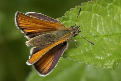 Ochlodes sylvanus