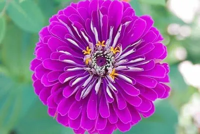 flores