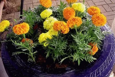 flores