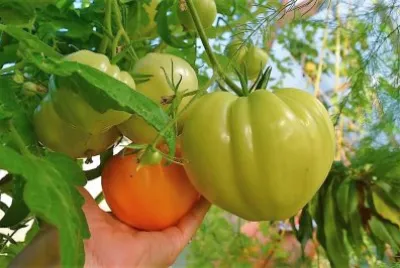 frutas